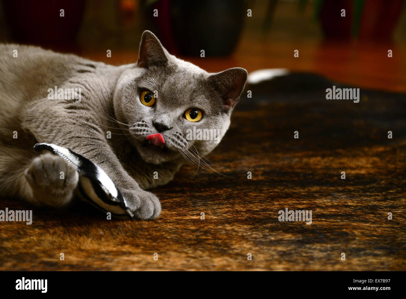 britische blaue Katze - Spiel mit Kissen Stockfoto