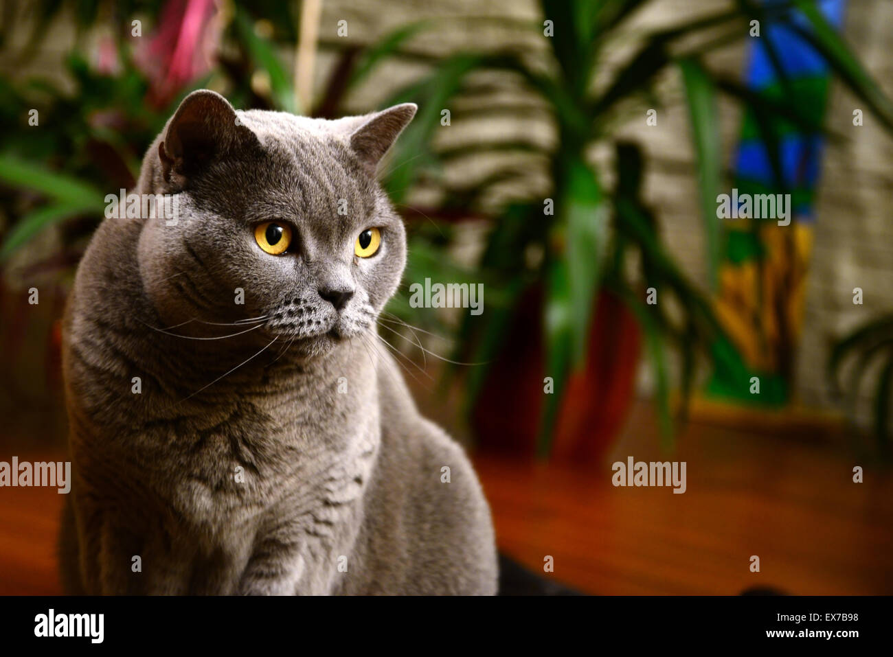 Porträt der britischen Blue cat Stockfoto