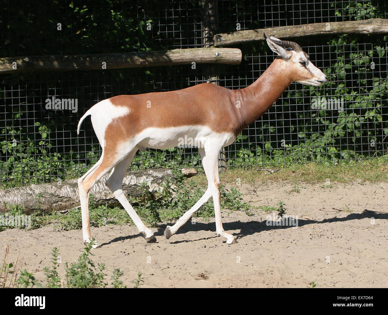 Nordafrikanischen Mhorrgazelle Gazellen (Nanger Dama), in freier Wildbahn ausgestorben Zuchtprogramm im Blijdorp Zoo von Rotterdam (Zaun sichtbar) Stockfoto