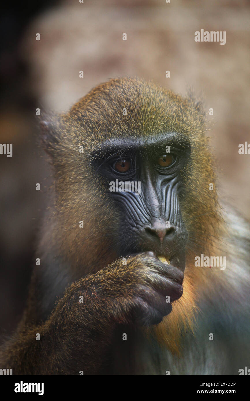 Mandrill (Mandrillus Sphinx) in Usti Nad Labem Zoo in Nordböhmen, Tschechien. Stockfoto