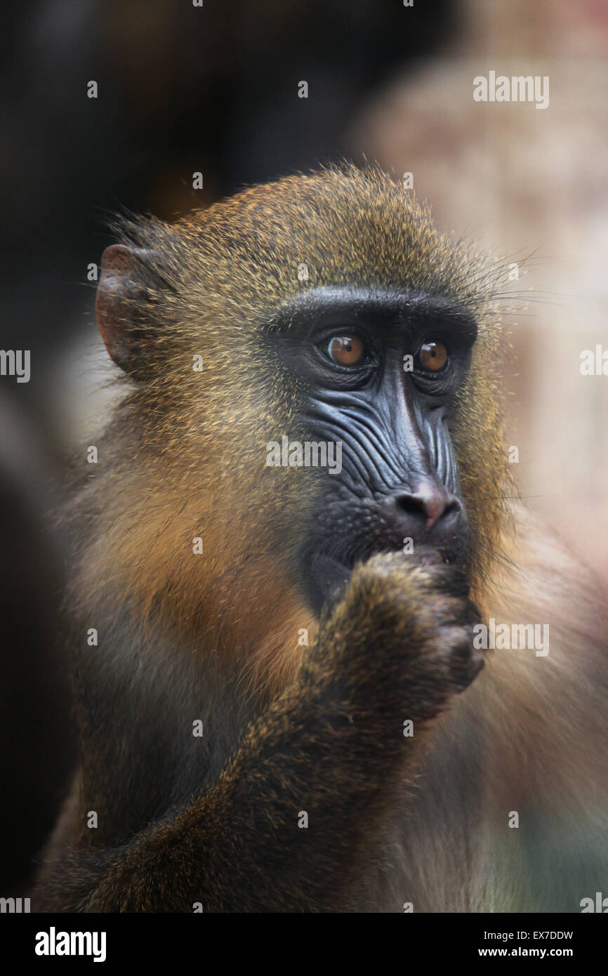 Mandrill (Mandrillus Sphinx) in Usti Nad Labem Zoo in Nordböhmen, Tschechien. Stockfoto