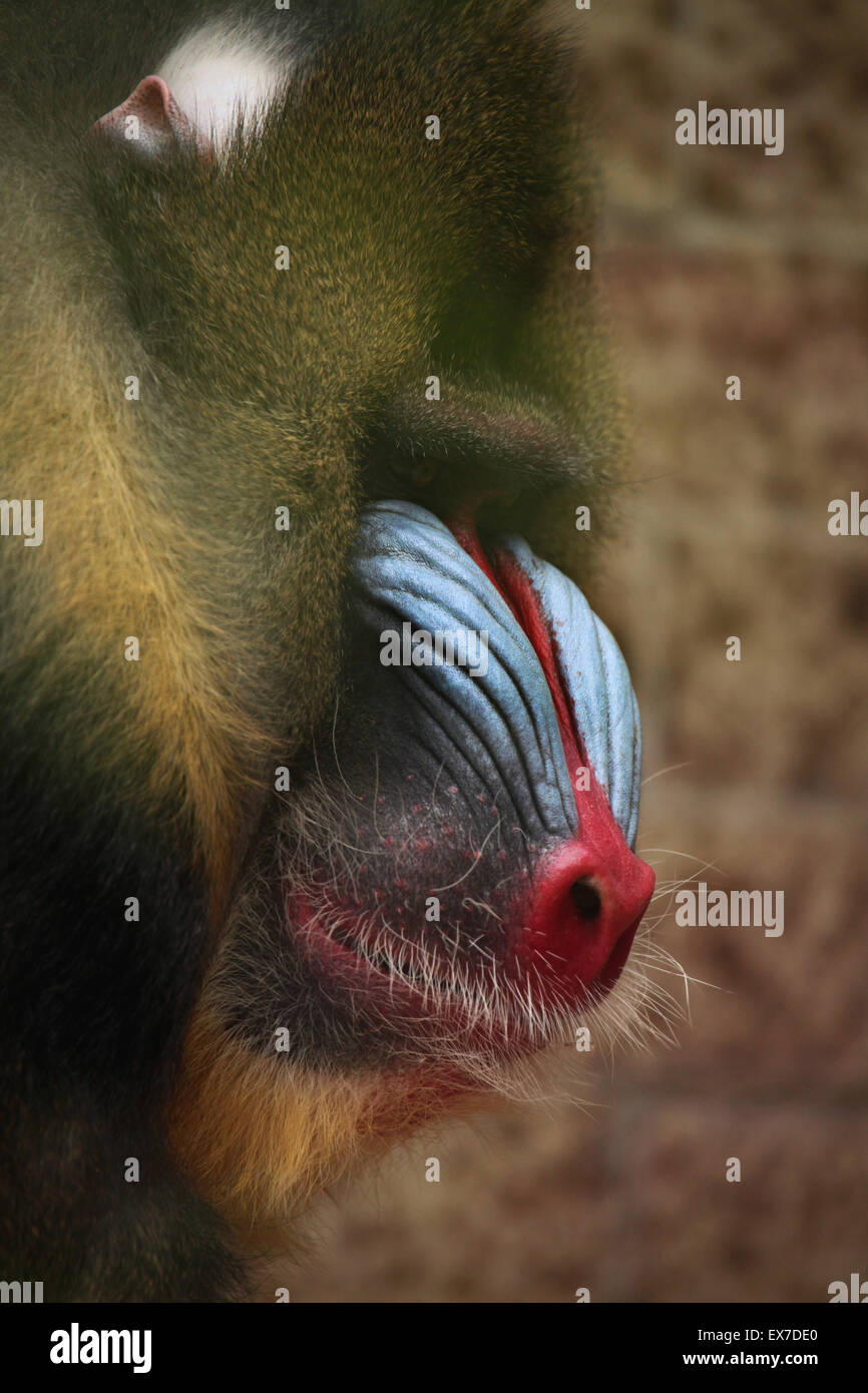 Mandrill (Mandrillus Sphinx) in Usti Nad Labem Zoo in Nordböhmen, Tschechien. Stockfoto