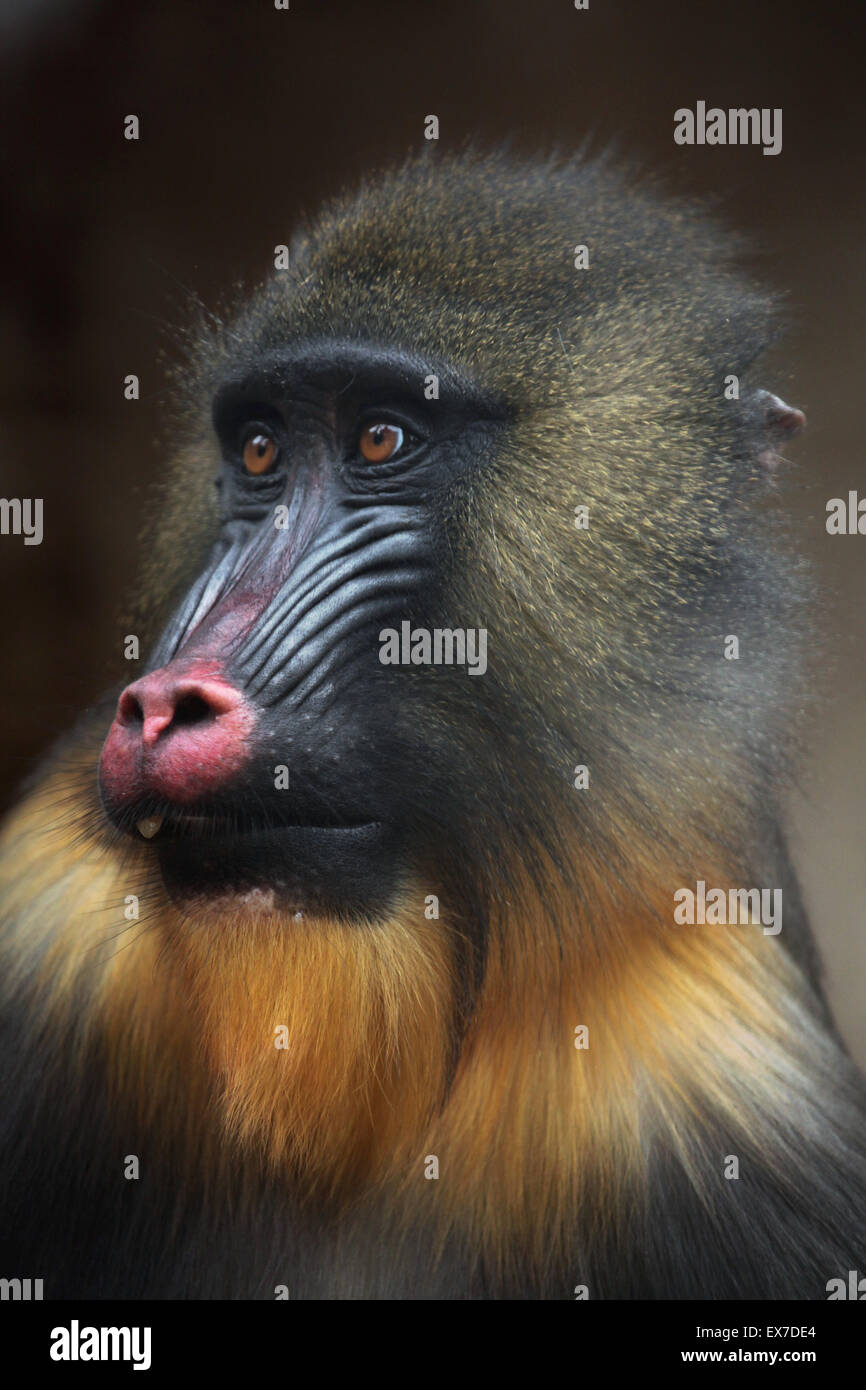 Mandrill (Mandrillus Sphinx) in Usti Nad Labem Zoo in Nordböhmen, Tschechien. Stockfoto
