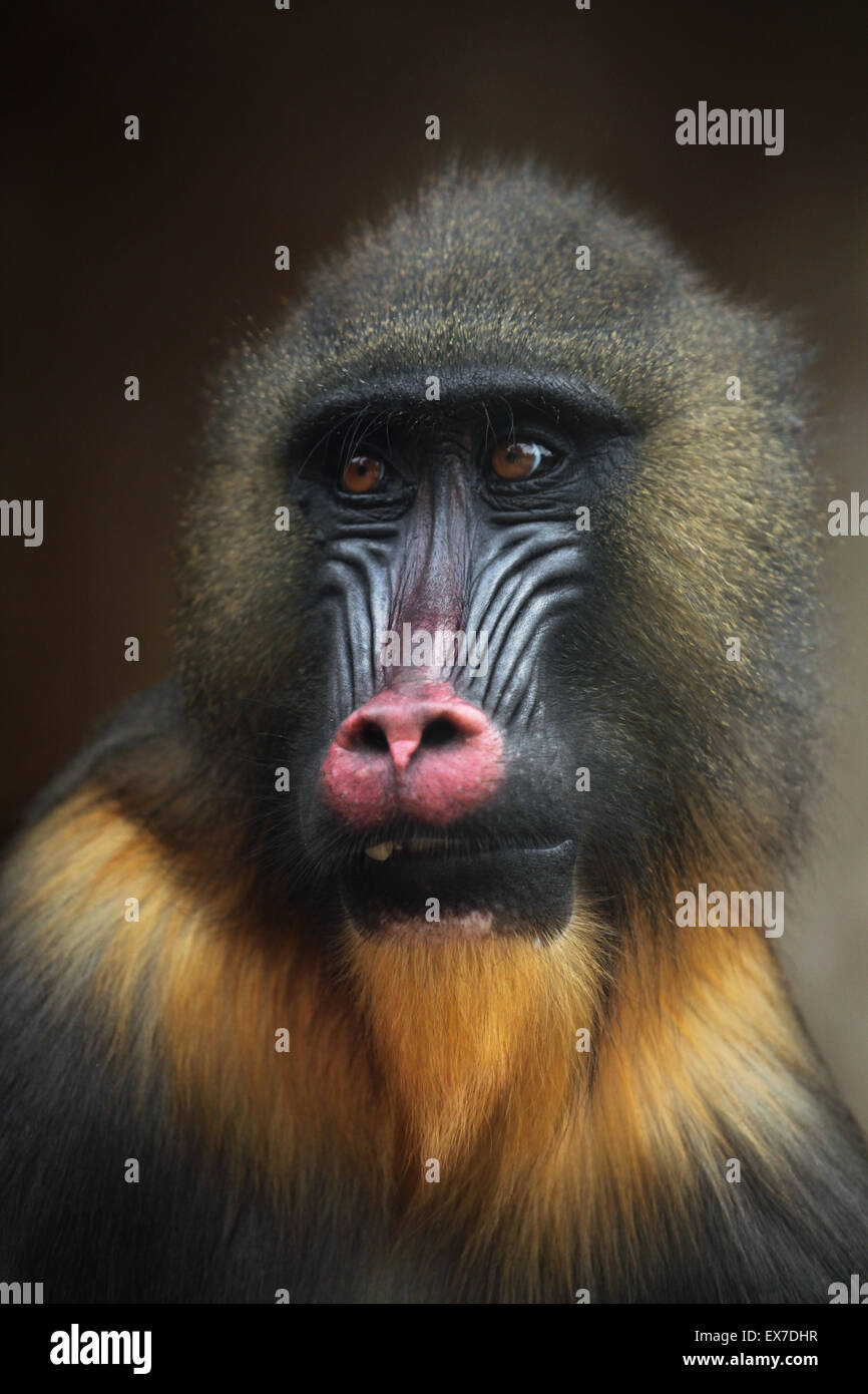 Mandrill (Mandrillus Sphinx) in Usti Nad Labem Zoo in Nordböhmen, Tschechien. Stockfoto