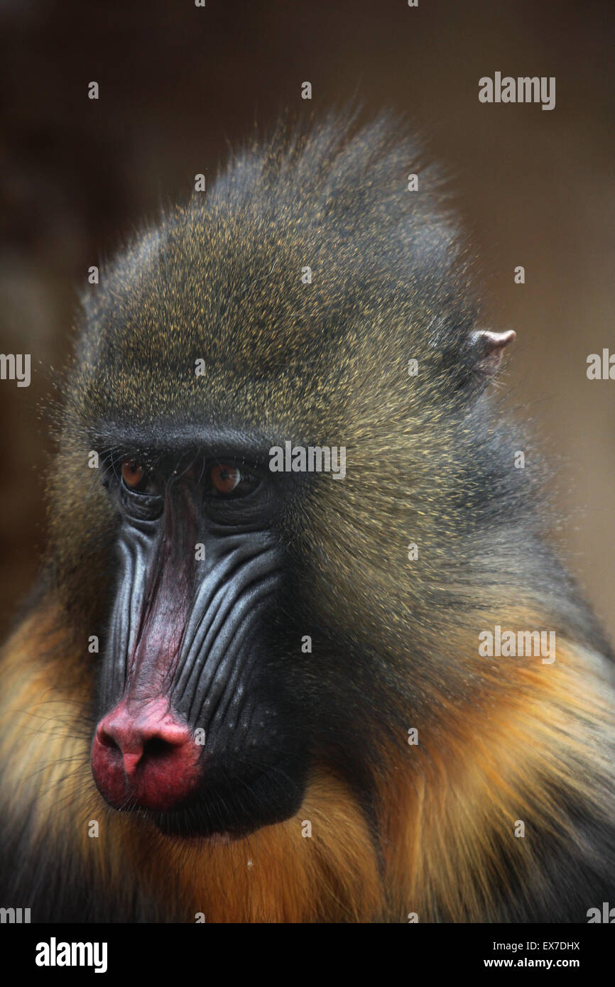 Mandrill (Mandrillus Sphinx) in Usti Nad Labem Zoo in Nordböhmen, Tschechien. Stockfoto