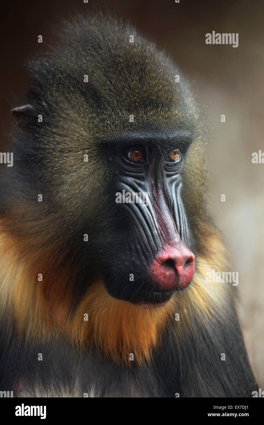 Mandrill (Mandrillus Sphinx) in Usti Nad Labem Zoo in Nordböhmen, Tschechien. Stockfoto