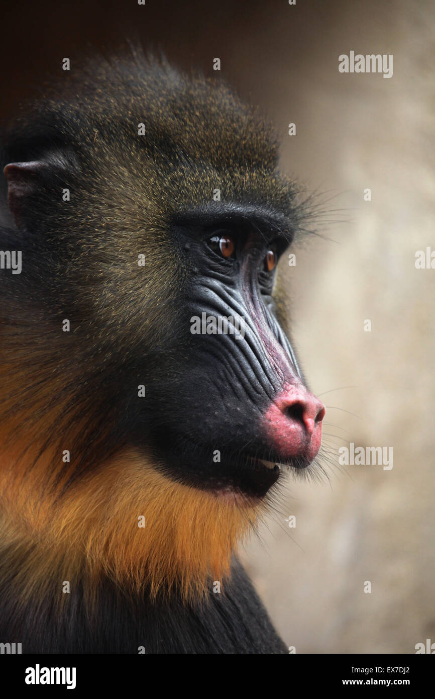Mandrill (Mandrillus Sphinx) in Usti Nad Labem Zoo in Nordböhmen, Tschechien. Stockfoto