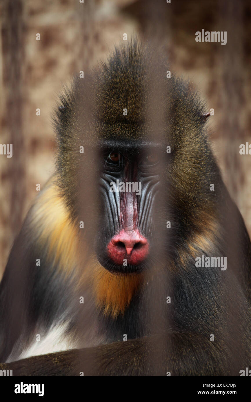 Mandrill (Mandrillus Sphinx) in den Käfig im Zoo von Usti Nad Labem in Nordböhmen, Tschechien. Stockfoto