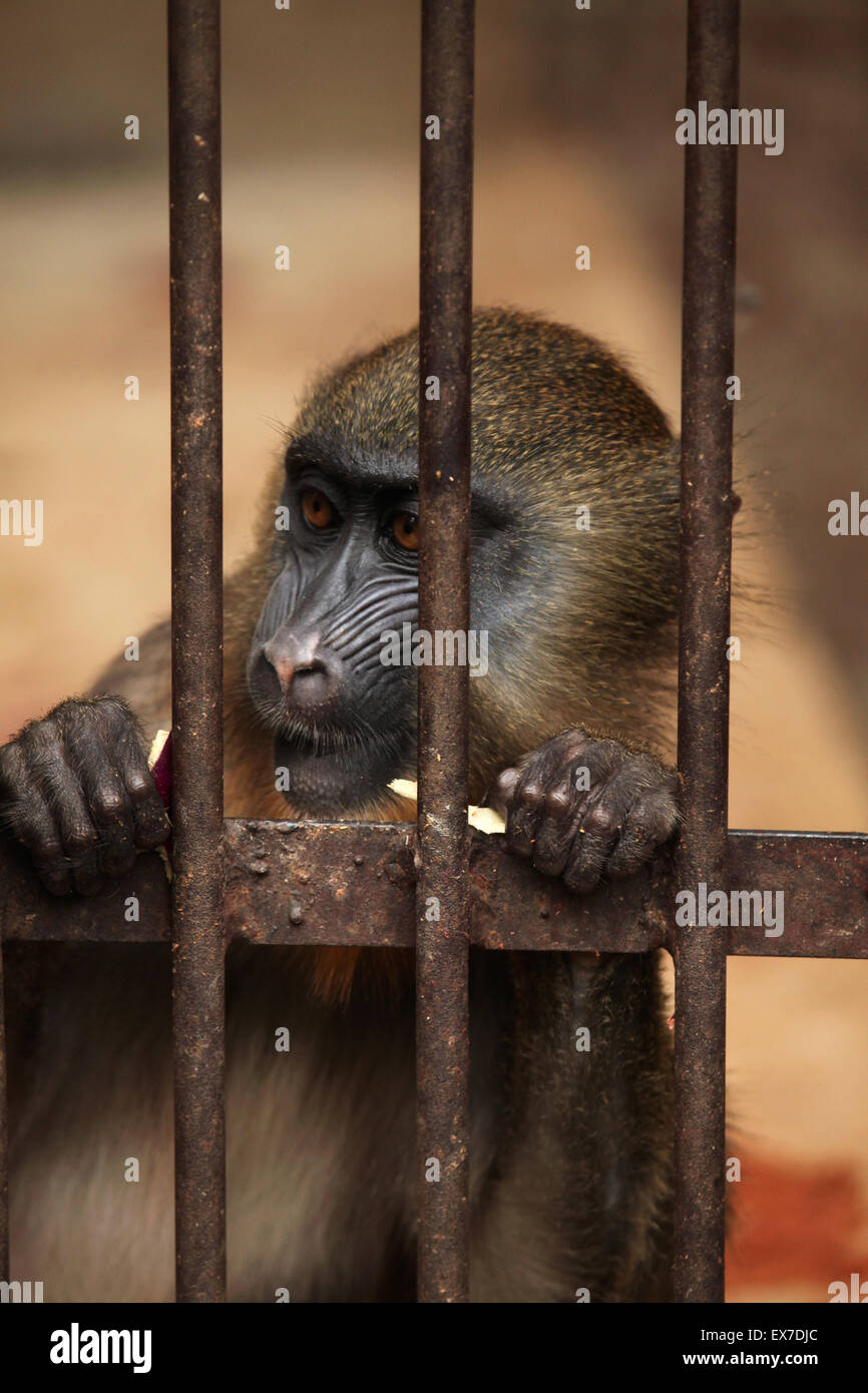 Mandrill (Mandrillus Sphinx) in den Käfig im Zoo von Usti Nad Labem in Nordböhmen, Tschechien. Stockfoto