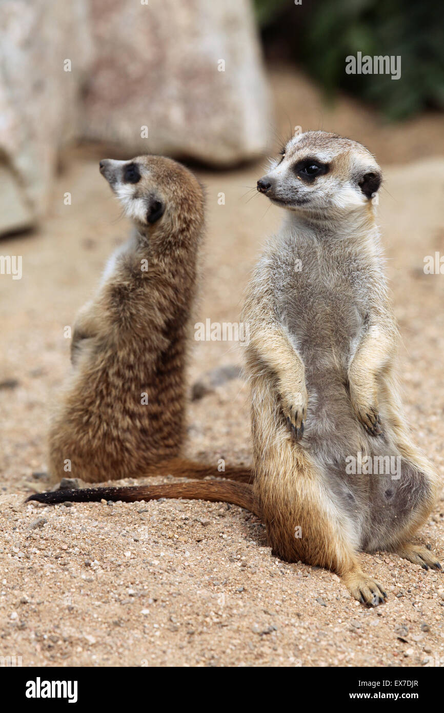 Erdmännchen (Suricata Suricatta), auch bekannt als die Suricate in Usti Nad Labem Zoo in Nordböhmen, Tschechien. Stockfoto