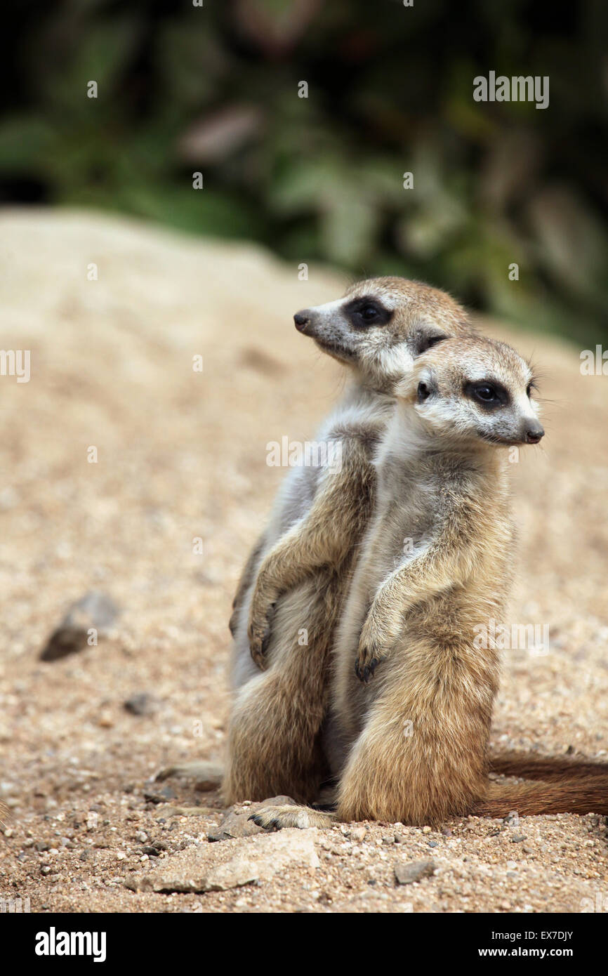 Erdmännchen (Suricata Suricatta), auch bekannt als die Suricate in Usti Nad Labem Zoo in Nordböhmen, Tschechien. Stockfoto