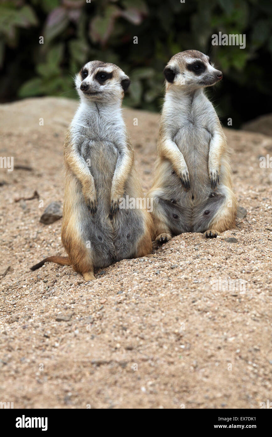 Erdmännchen (Suricata Suricatta), auch bekannt als die Suricate in Usti Nad Labem Zoo in Nordböhmen, Tschechien. Stockfoto