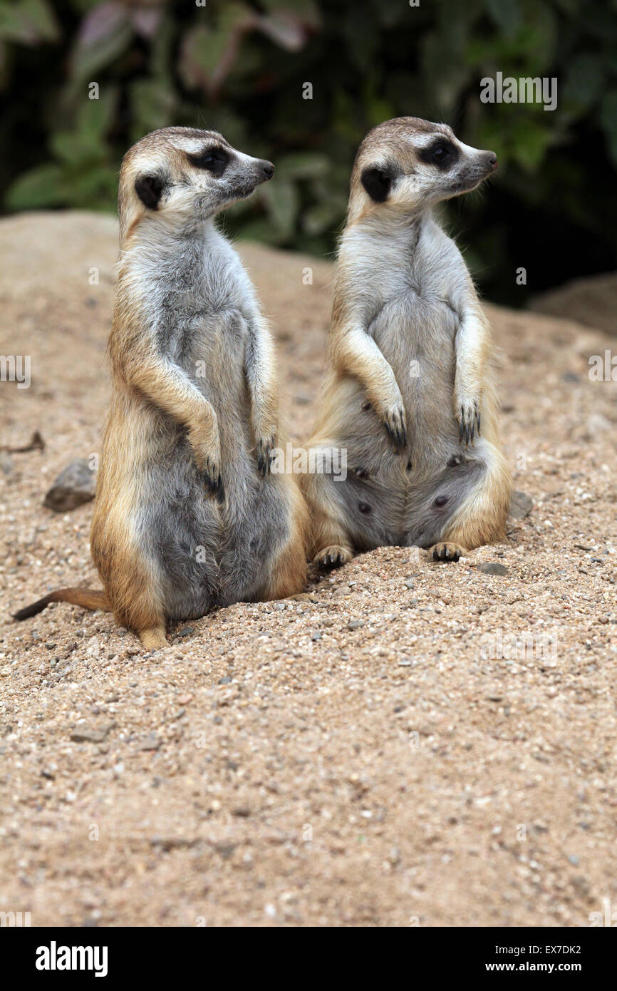 Erdmännchen (Suricata Suricatta), auch bekannt als die Suricate in Usti Nad Labem Zoo in Nordböhmen, Tschechien. Stockfoto