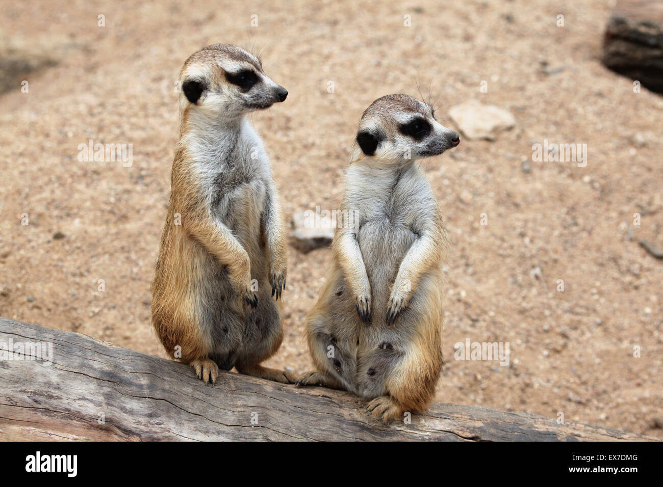 Erdmännchen (Suricata Suricatta), auch bekannt als die Suricate in Usti Nad Labem Zoo in Nordböhmen, Tschechien. Stockfoto
