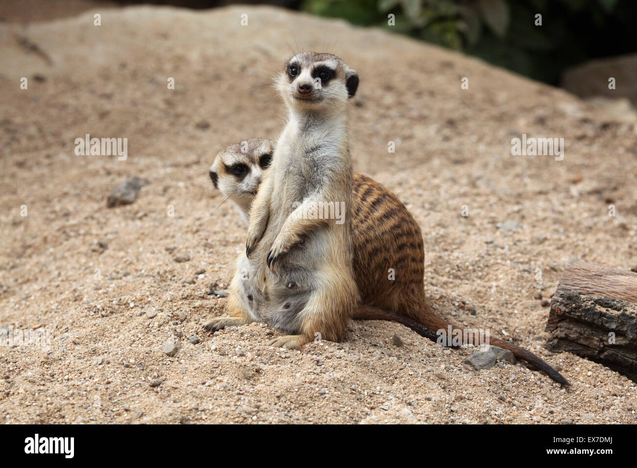 Erdmännchen (Suricata Suricatta), auch bekannt als die Suricate in Usti Nad Labem Zoo in Nordböhmen, Tschechien. Stockfoto