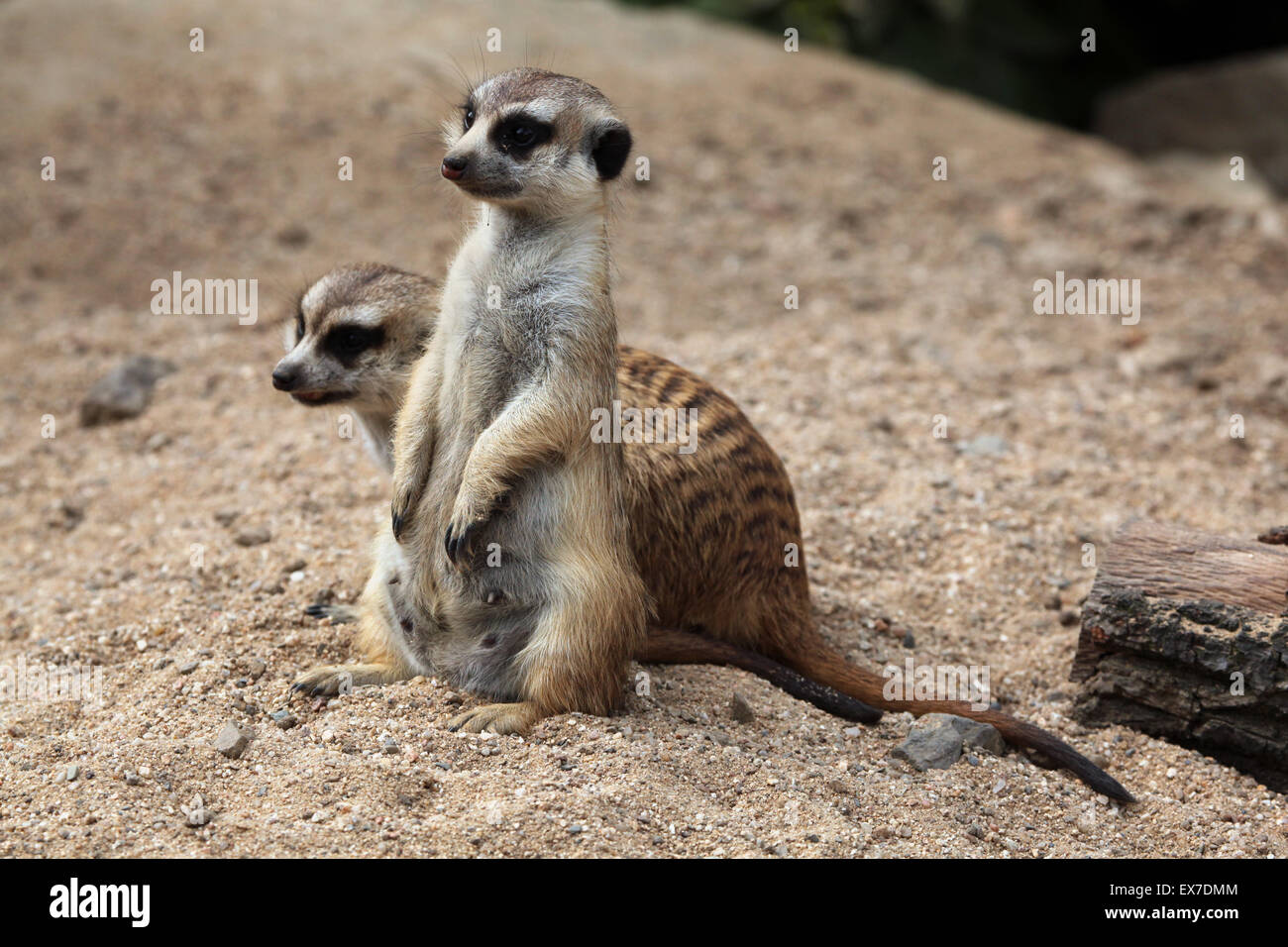 Erdmännchen (Suricata Suricatta), auch bekannt als die Suricate in Usti Nad Labem Zoo in Nordböhmen, Tschechien. Stockfoto