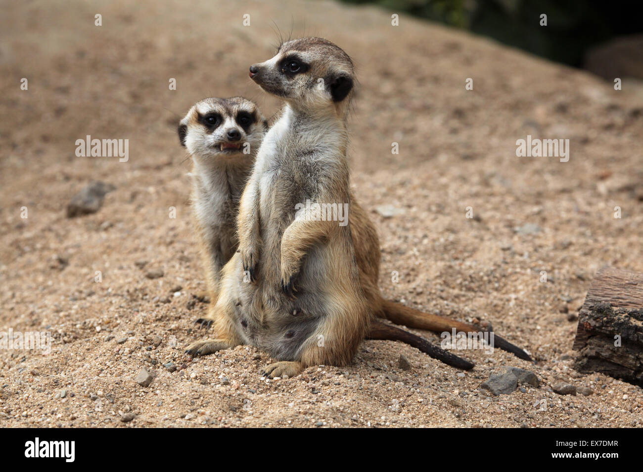 Erdmännchen (Suricata Suricatta), auch bekannt als die Suricate in Usti Nad Labem Zoo in Nordböhmen, Tschechien. Stockfoto