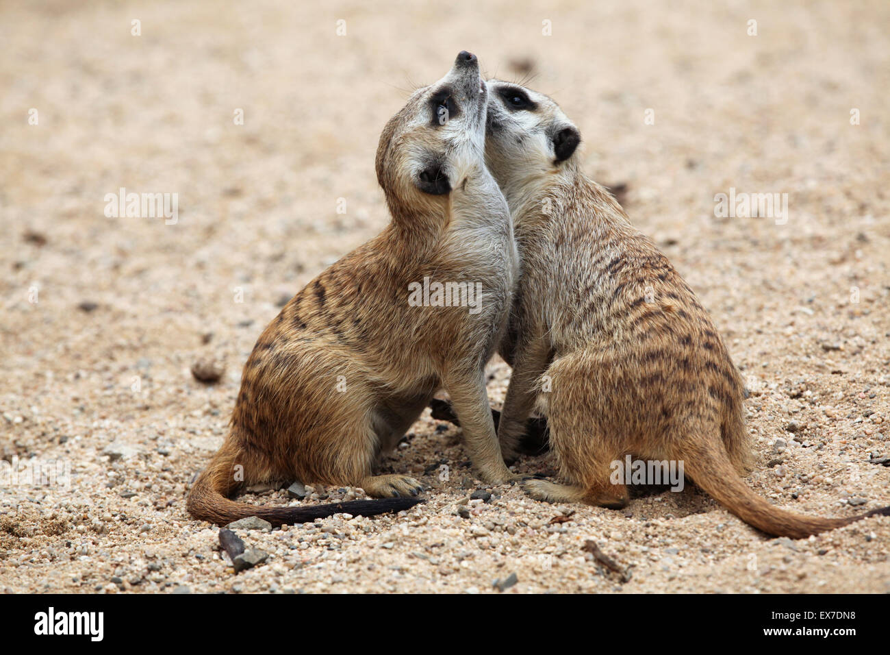 Erdmännchen (Suricata Suricatta), auch bekannt als die Suricate in Usti Nad Labem Zoo in Nordböhmen, Tschechien. Stockfoto