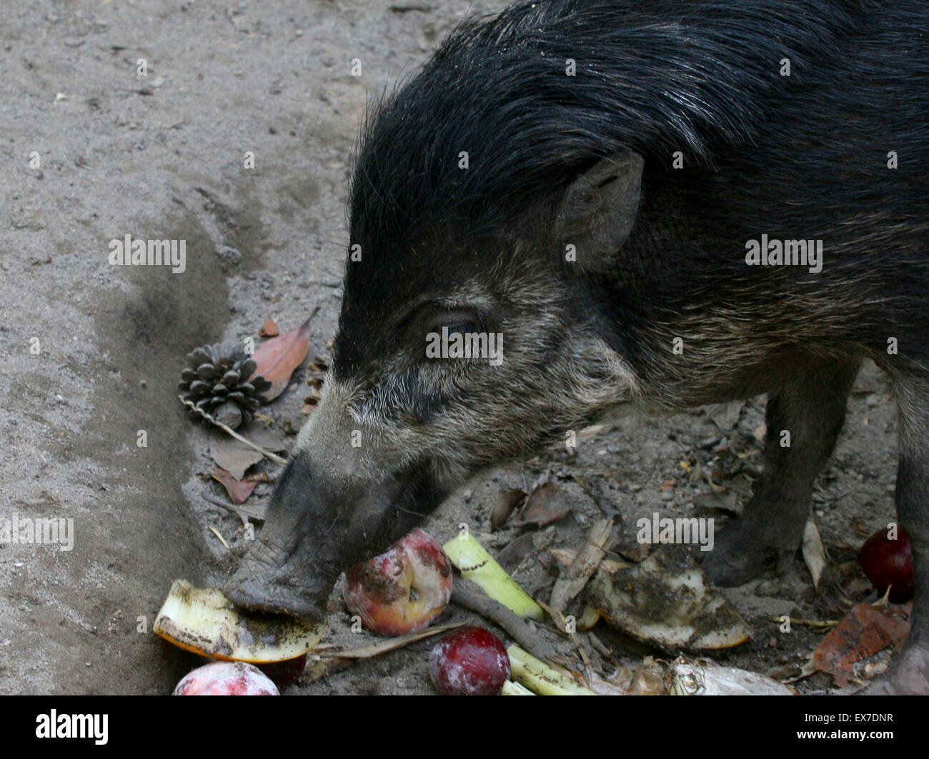 Southeast Asian Visayan warty Schwein (Sus Cebifrons), Nahaufnahme des Kopfes während der Fütterung.  Zuchtprogramm im Blijdorp Zoo von Rotterdam Stockfoto