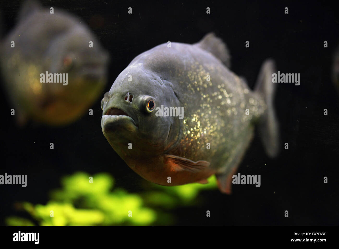 Roten Piranhas (Pygocentrus Nattereri), auch bekannt als der rote Piranha. Stockfoto