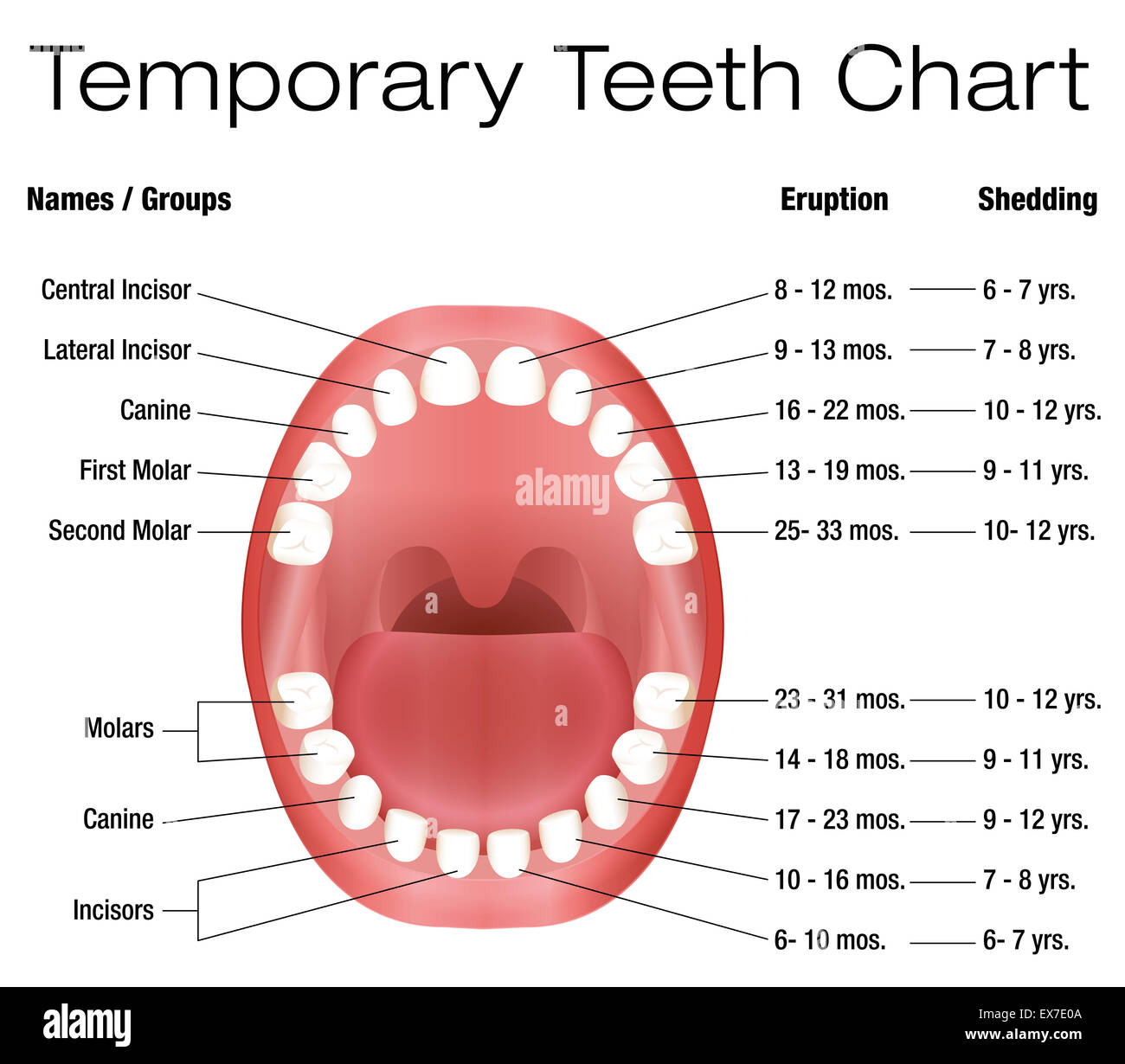 Temporäre Zähne - Namen, Gruppen, Dauer der Eruption und vergießen der Kinder Zähne. Stockfoto