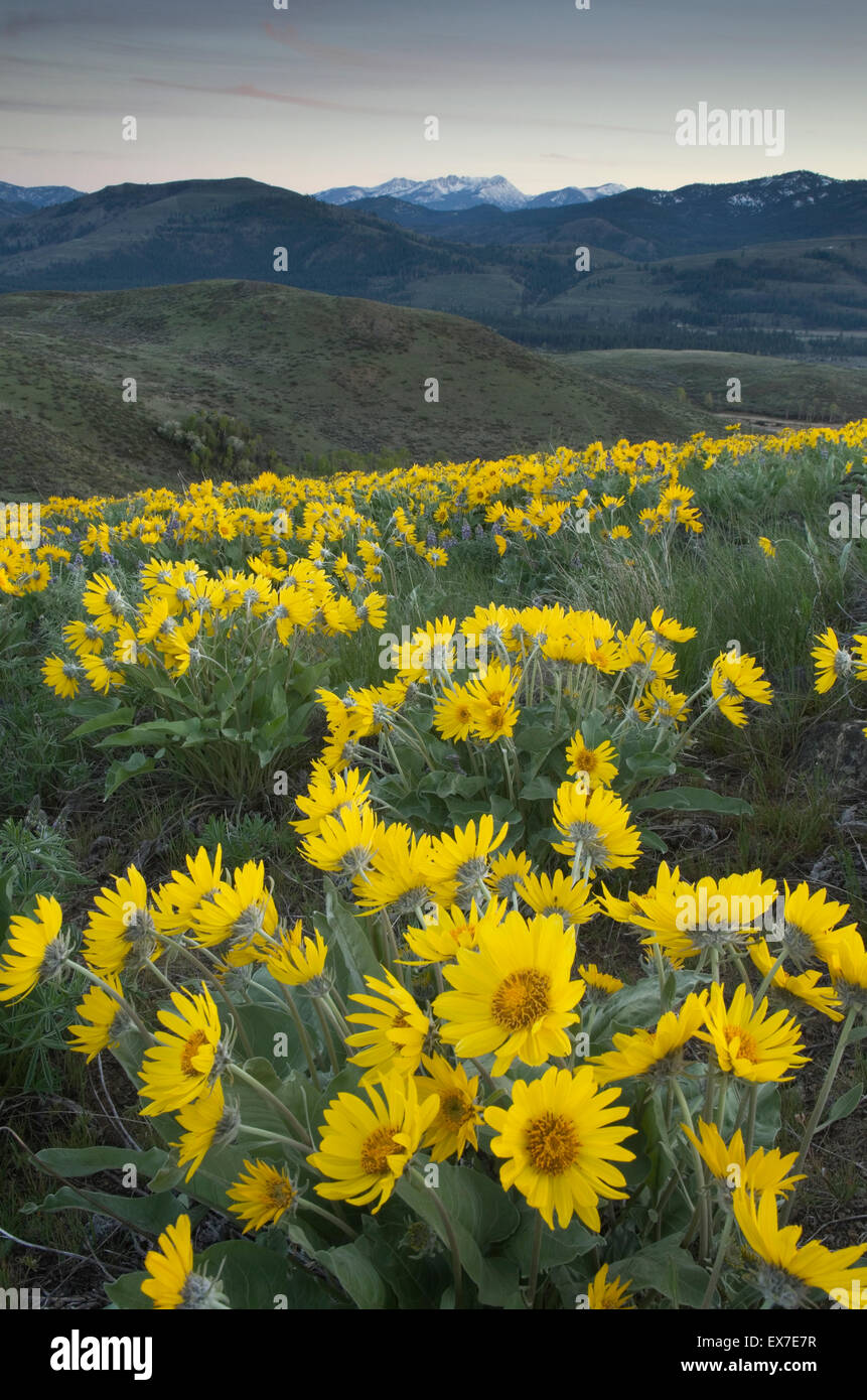 Methow Valley Wildblumen, Balsamwurzel (Balsamorhiza Deltoidea), North-Cascades-Washington Stockfoto