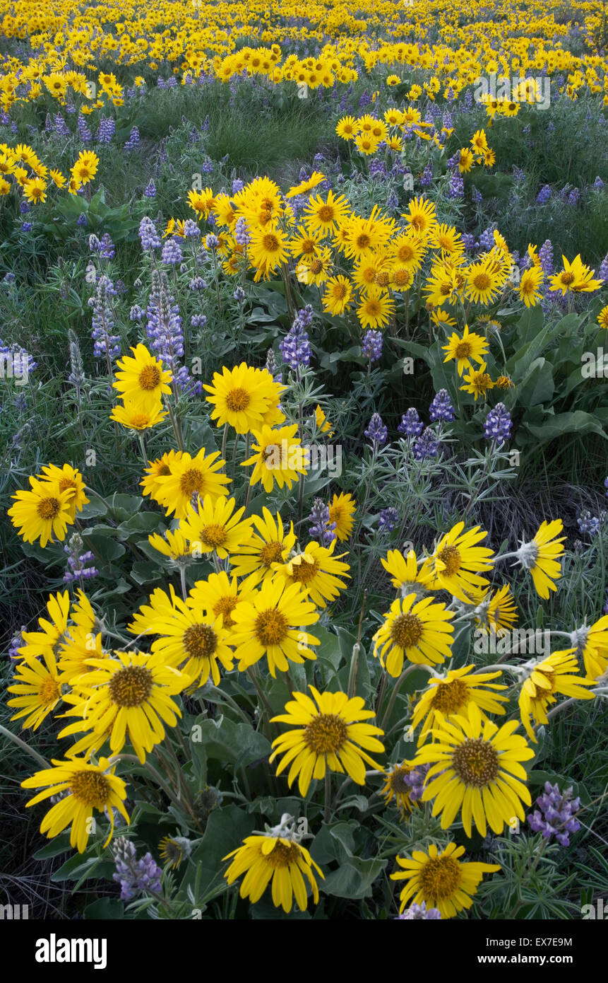 Methow Valley Wildblumen, Balsamwurzel (Balsamorhiza Deltoidea) und Lupinen (Lupinus Latifolius X sericeus var. Latifolius), Nort Stockfoto