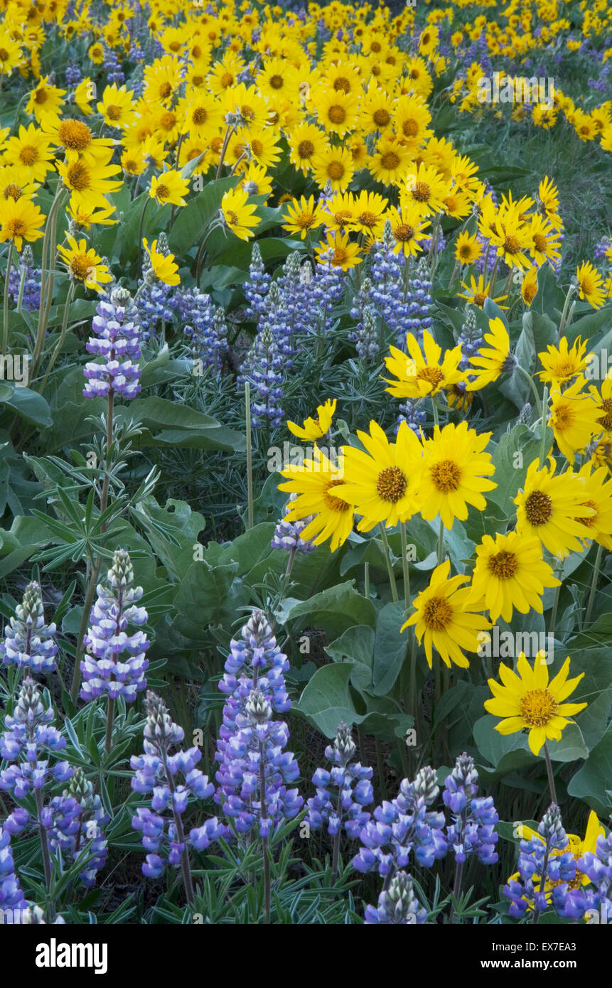 Methow Valley Wildblumen, Balsamwurzel (Balsamorhiza Deltoidea) und Lupinen (Lupinus Latifolius X sericeus var. Latifolius), Nort Stockfoto