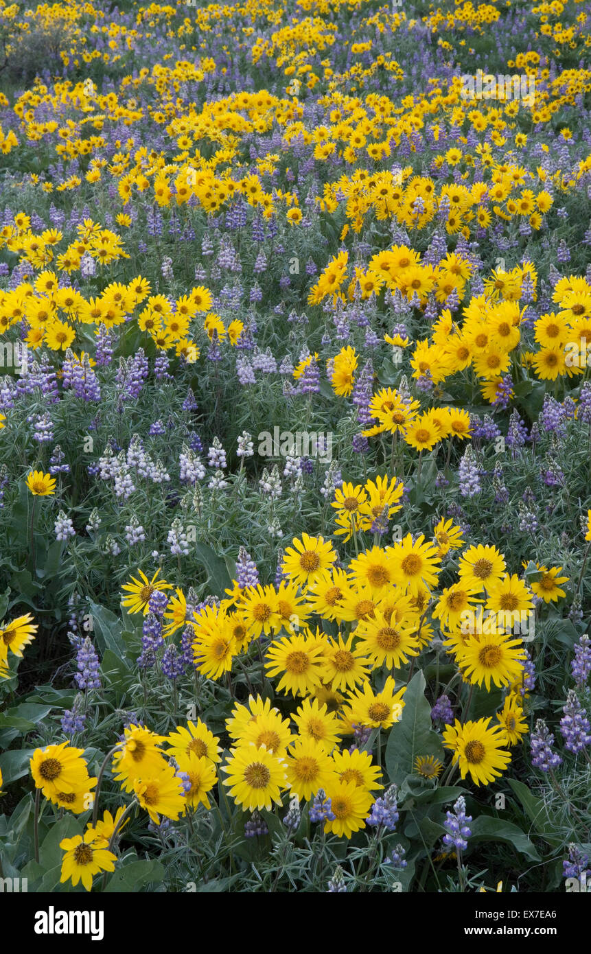 Methow Valley Wildblumen, Balsamwurzel (Balsamorhiza Deltoidea) und Lupinen (Lupinus Latifolius X sericeus var. Latifolius), Nort Stockfoto