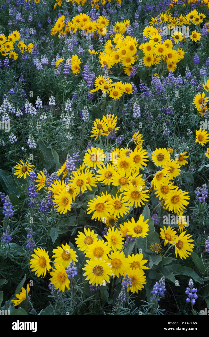 Methow Valley Wildblumen, Balsamwurzel (Balsamorhiza Deltoidea) und Lupinen (Lupinus Latifolius X sericeus var. Latifolius), Nort Stockfoto