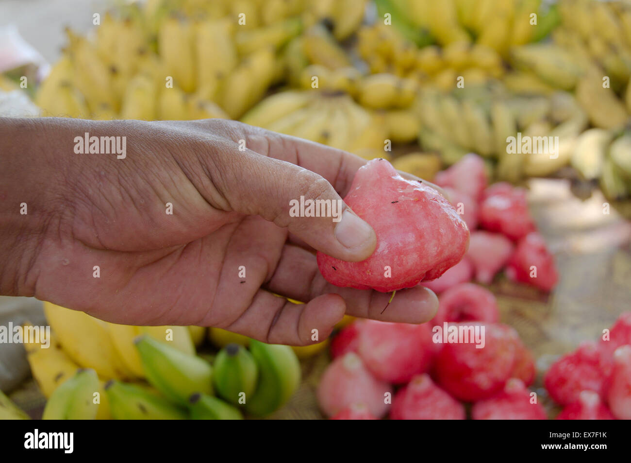 Rosenapfel (Myrtaceae) bei einem Mann die hand, Mahé, Seychellen Stockfoto