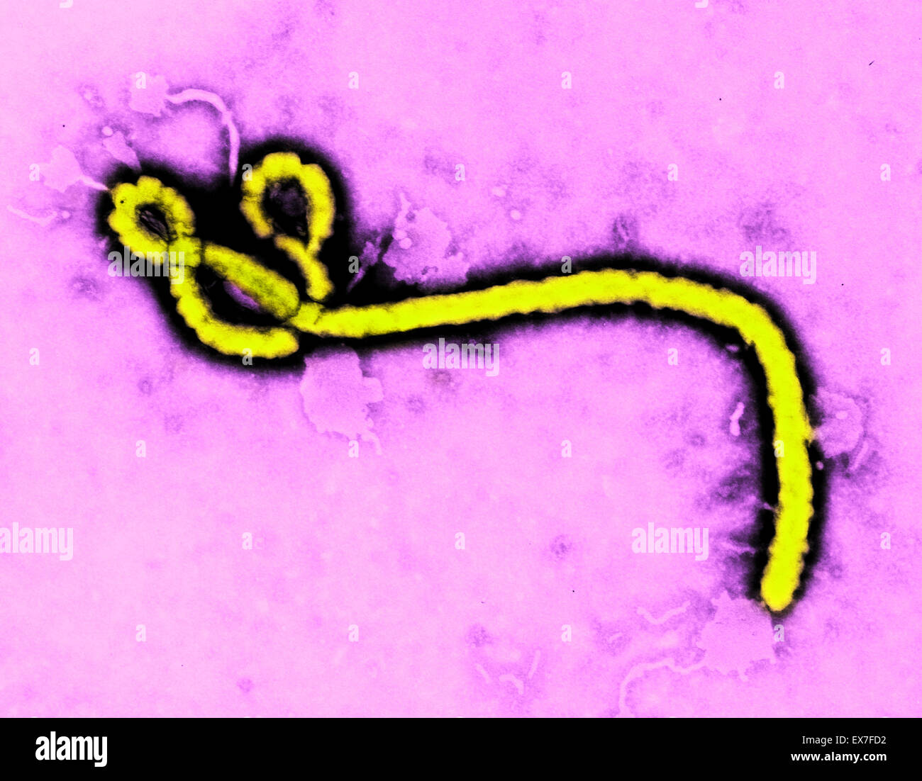 Transmission Electron Schliffbild (TEM) von einer Ebola-Virus Virion. Stockfoto
