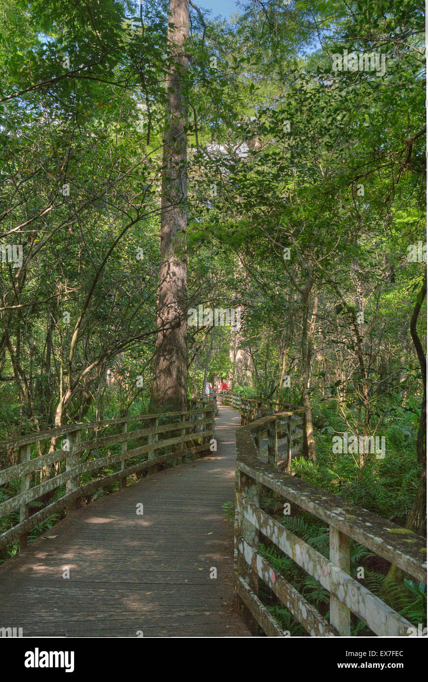 Kahle Zypresse Bäume, Taxodium Distichum, entlang der Promenade in Corkscrew Swamp Sanctuary, Naples, Florida Stockfoto