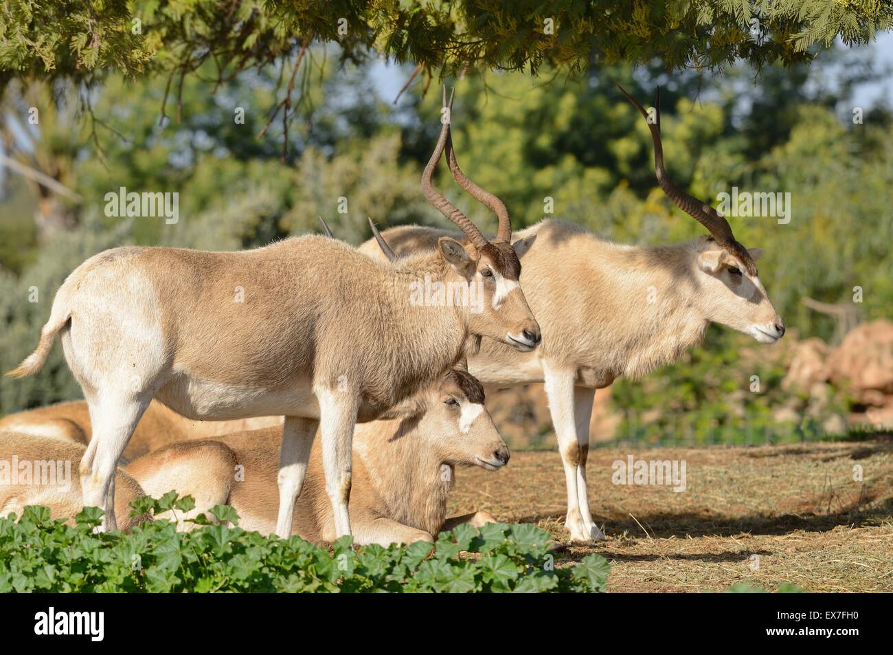 Mendesantilope Addax Nasomaculatus vom Aussterben bedroht. Zoo Rabat, Marokko Stockfoto