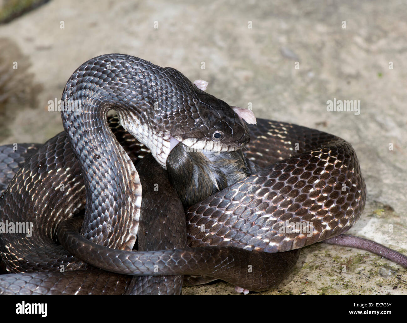 Schwarze Ratte Schlange (bieten [Pantherophis] Obsoleta) Essen eine Hirsch-Maus, Peromyscus. Stockfoto