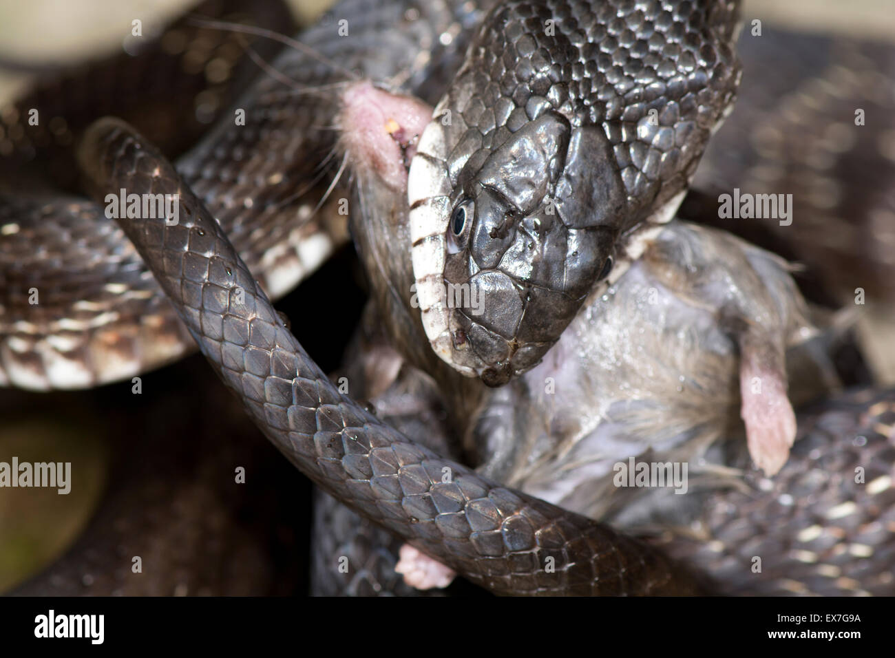 Schwarze Ratte Schlange (bieten [Pantherophis] Obsoleta) Essen eine Hirsch-Maus, Peromyscus. Stockfoto