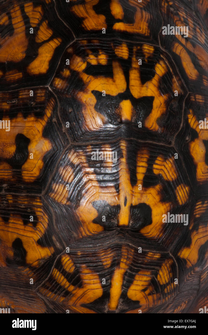 Schildkrötenpanzer muster -Fotos und -Bildmaterial in hoher Auflösung –  Alamy