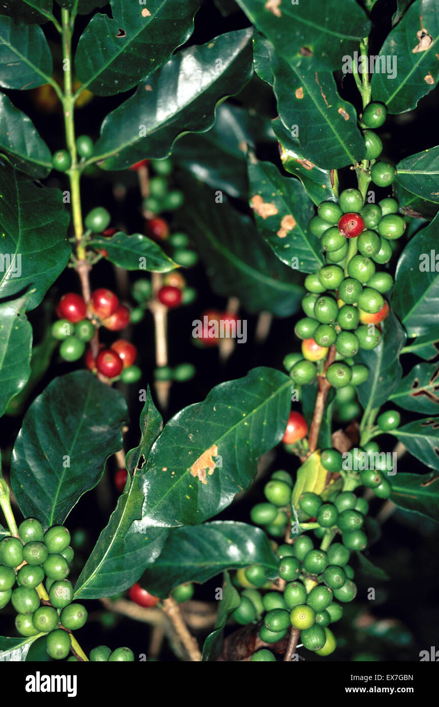 Kaffeepflanze in Guatemala fotografiert. Stockfoto