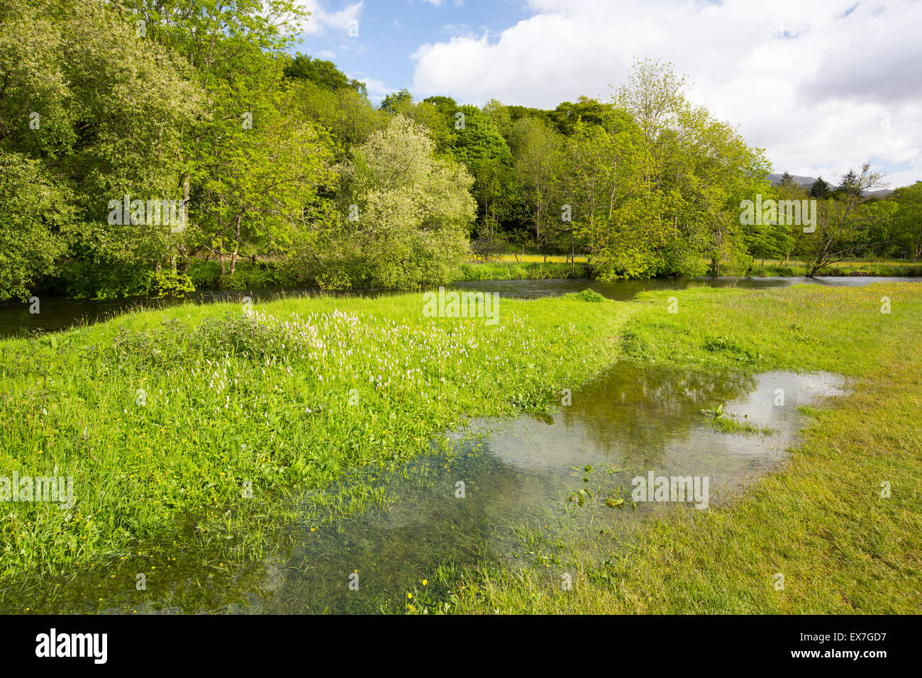 Eine überschwemmte Wasser Wiese auf dem Fluß Rothay in Ambleside, Lake District, Großbritannien. Stockfoto