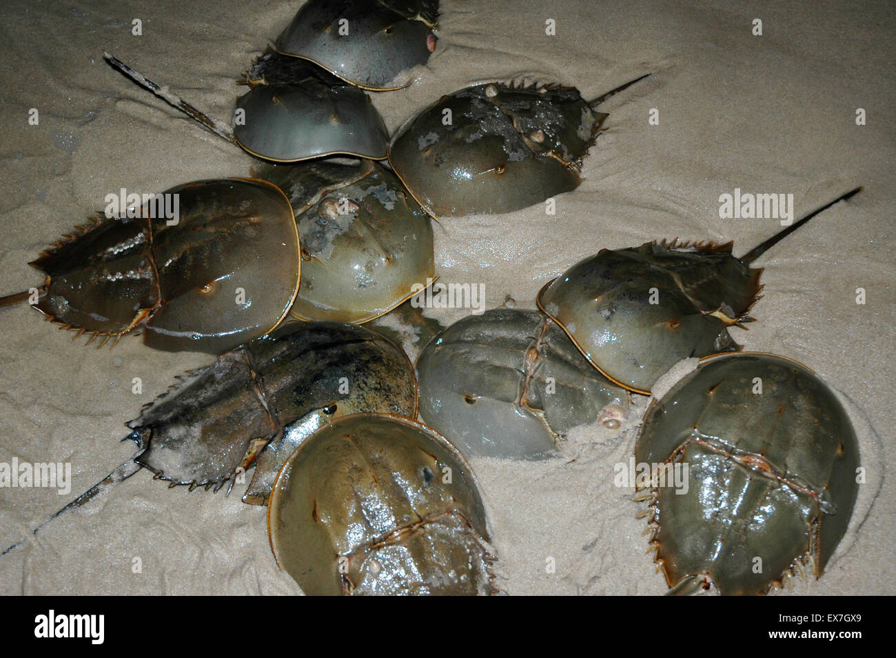 Horseshoe Crab laichen Stockfoto