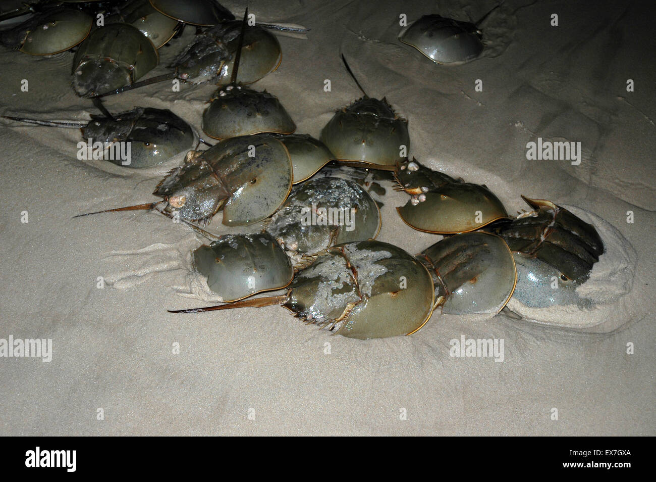 Horseshoe Crab laichen Stockfoto