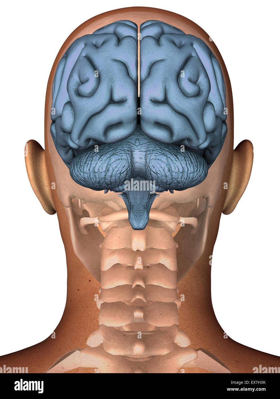 Abbildung des menschlichen Gehirns überlagert auf dem Kopf und Schädel Stockfoto