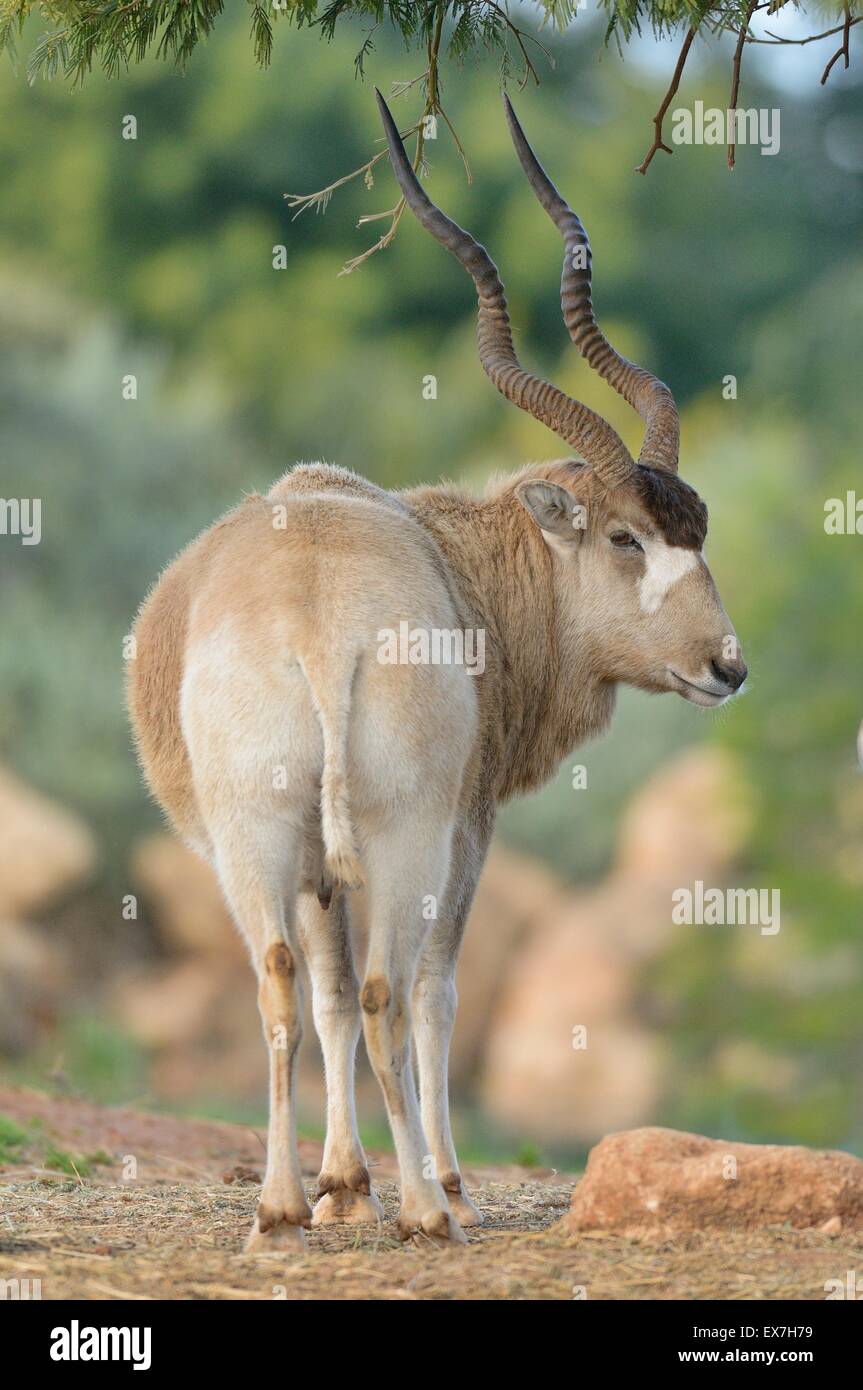 Mendesantilope Addax Nasomaculatus vom Aussterben bedroht. Zoo Rabat, Marokko Stockfoto