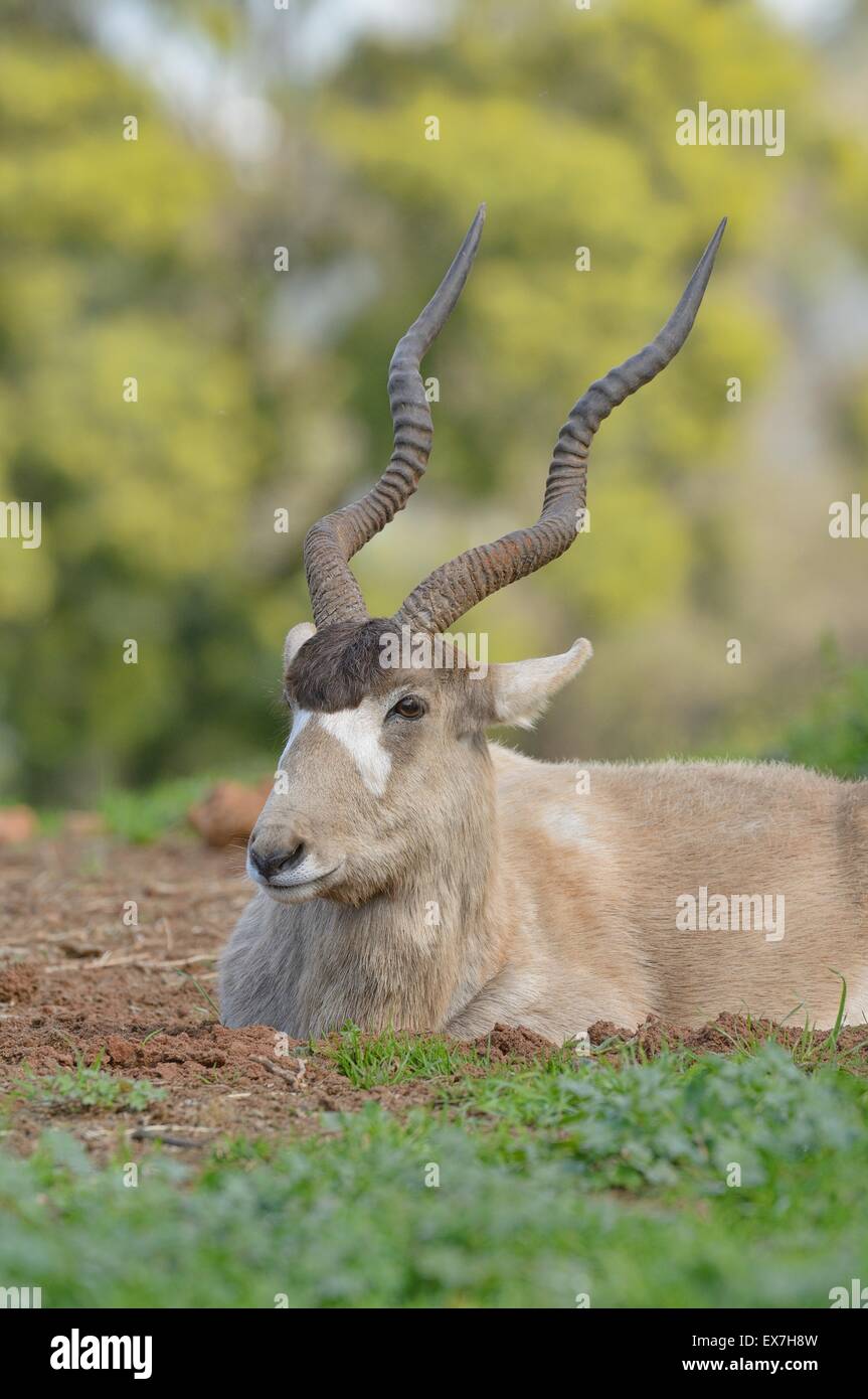 Mendesantilope Addax Nasomaculatus vom Aussterben bedroht. Zoo Rabat, Marokko Stockfoto