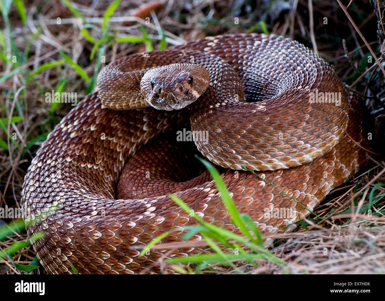 Pazifik-Klapperschlange, Crotalus Oreganus, eine giftige Pitviper Sorte Stockfoto