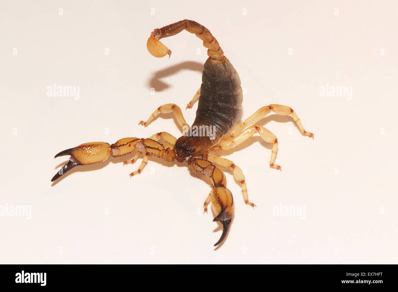 Scorpion Stockfoto