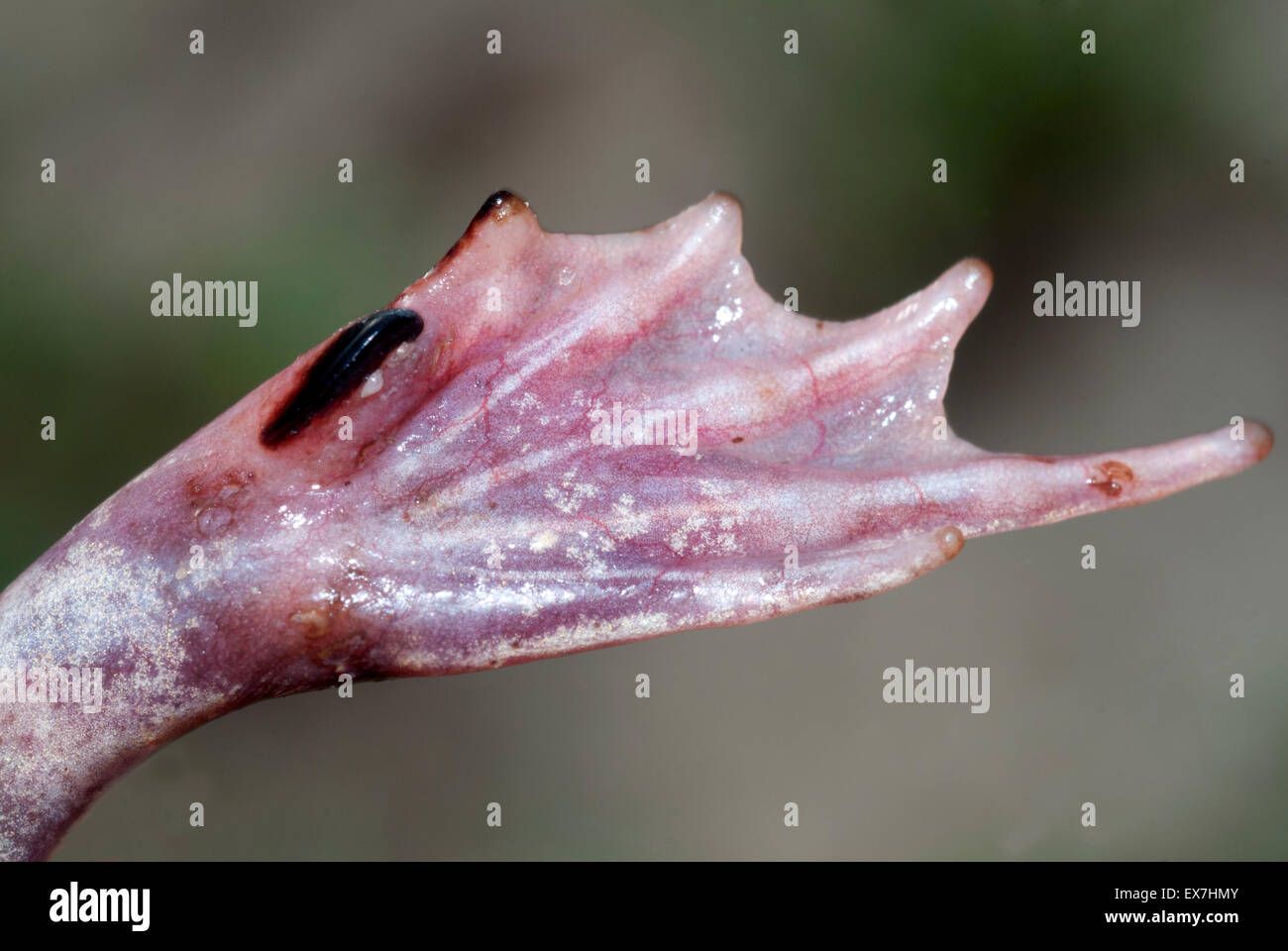 Östlichen katzenähnliche Kröte, Scaphiopus Holbrookii. Stockfoto