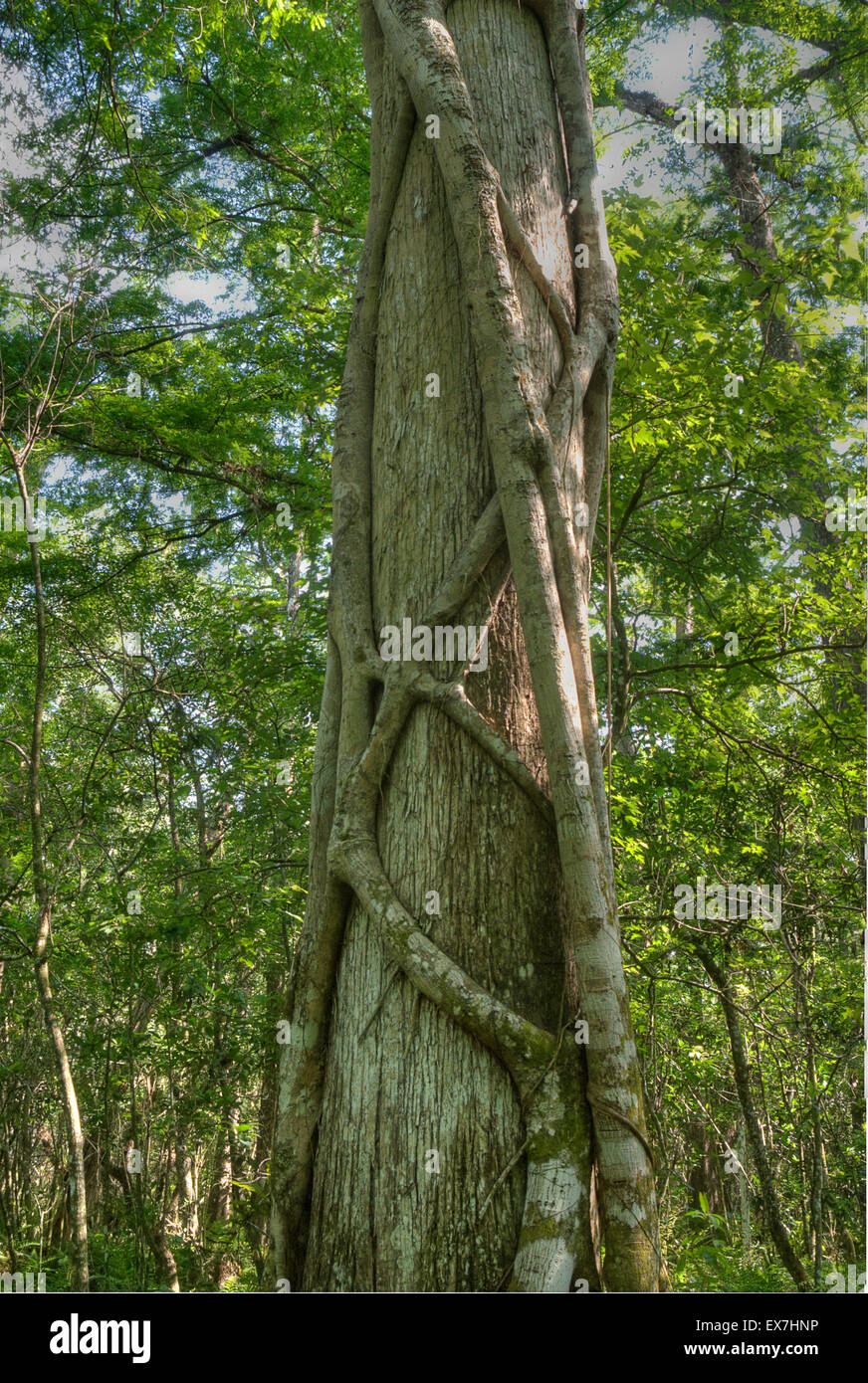 Eine Würgefeige (Ficus Aurea) einer Sumpfzypresse (Taxodium Distichum) Kletterbaum in Corkscrew Swamp Sanctuary Stockfoto