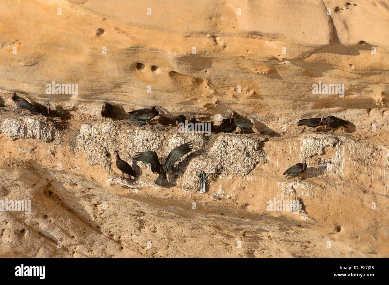 Nördlichen Waldrappen (Einsiedler Ibis oder Waldrapp) Geronticus Eremita Brutkolonie auf atlantische Küste von Marokko Stockfoto