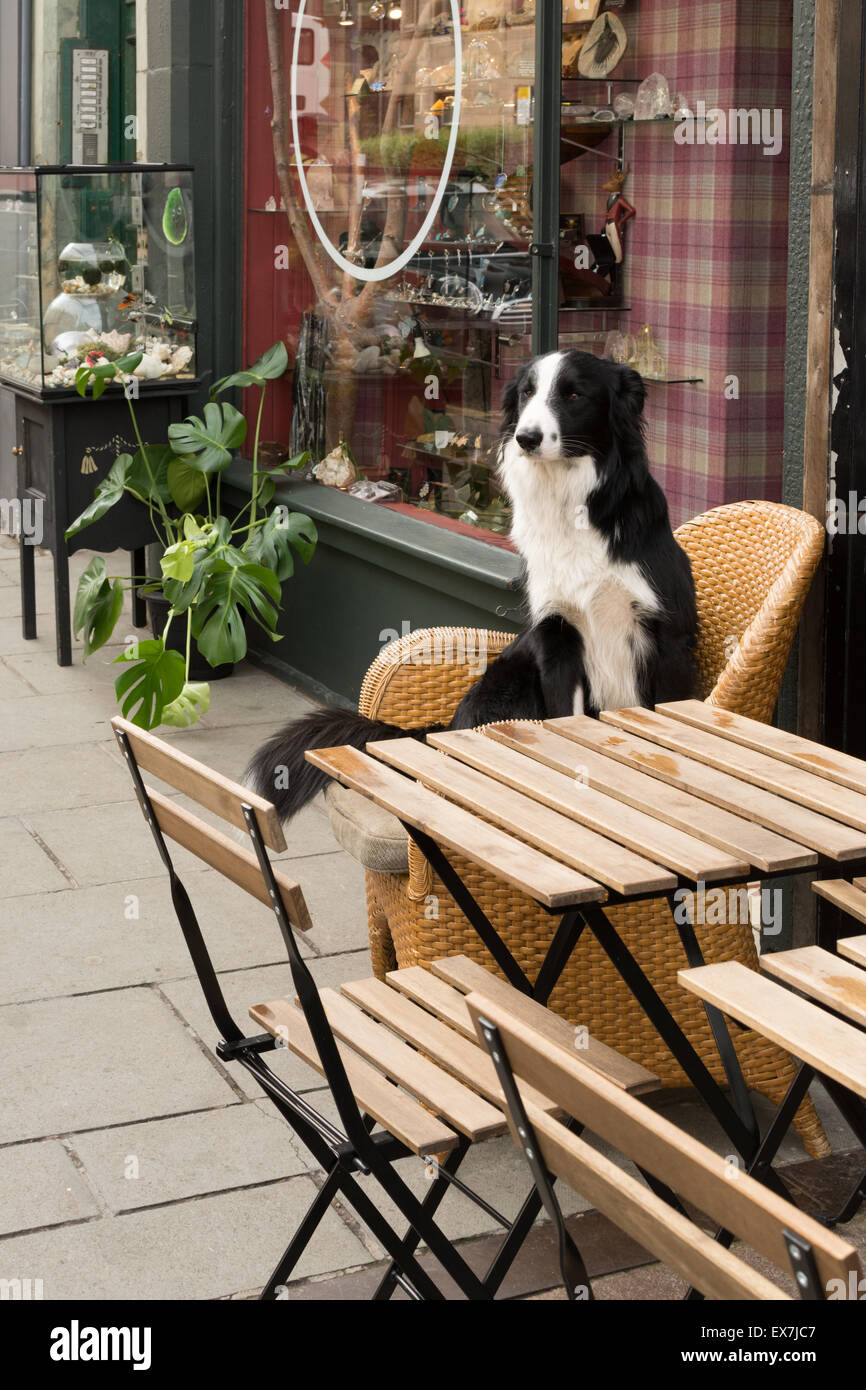 Border-Collie Hund sitzt im Korbstuhl beobachten die Welt von vor Geschäften im Bereich Bruntsfield von Edinburgh, Schottland Stockfoto